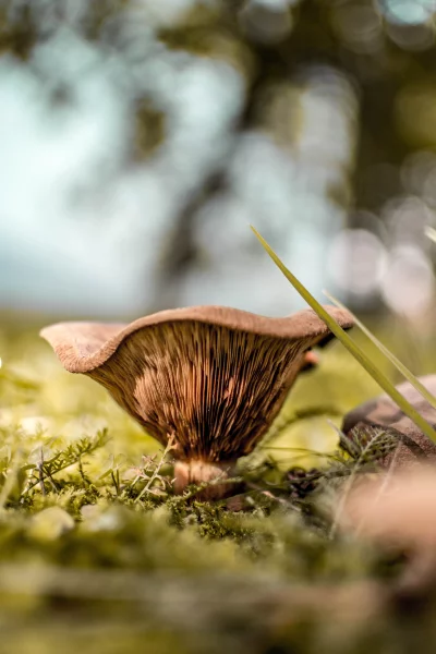 Mushroom is in focus and the background is blurred