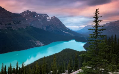 Peyto Lake Turquoise Glacial Water in Canadian Rockies at Sunset image