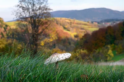 Wild Parasol Mushroom in Fall Meadow with Scenic Autumn Hills image