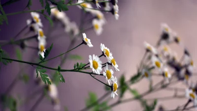 Close up of delicate white and yellow daisy flowers with green leaves against a soft background image