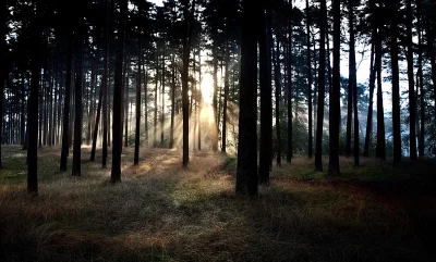 Golden Sunbeams Illuminate Misty Forest with Tall Pine Trees at Dawn image