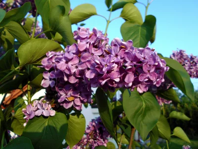Vibrant Purple Lilac Blossoms and Lush Green Leaves Against a Clear Blue Sky image