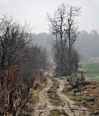 Winding Muddy Dirt Road Through a Desolate Winter Forest on a Foggy Morning image