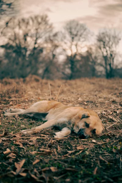 Lonely dog rests on dry autumn ground near bare trees