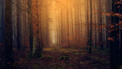 Sunlit Forest Pathway with Golden Mist and Autumn Leaves in Enchanting Woods image