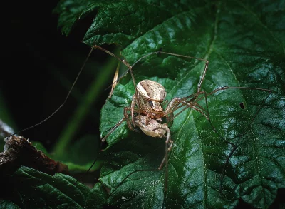 Macro view of daddy longlegs arachnid carrying egg sac on vibrant green leaf image