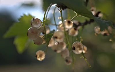 Sun-Kissed Translucent White Currants on Branch Macro Photography image