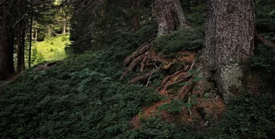 Lush Green Forest Path with Gnarled Tree Roots and Sunlit Undergrowth image