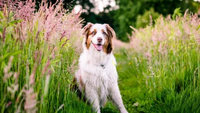 Joyful Australian Shepherd Dog Posing in a Vibrant Wildflower Meadow image