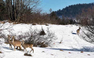 Roe Deer Family Grazing in Pristine Snowy Winter Landscape with Forest Background image