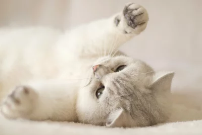 Adorable Fluffy White Cat Relaxing Playfully on Its Back with Paws Up image