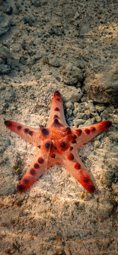 Vibrant Red Sea Star Resting on Shallow Sandy Seabed in Clear Tropical Water image