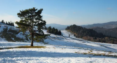 Scenic Winter Mountain Landscape with Lone Evergreen Tree and Snowy Hills image