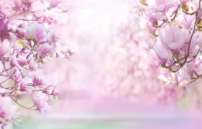 Dreamy Pink Magnolia Blossom Frame Cinematic Wallpaper Background image