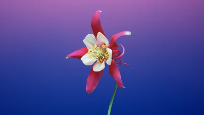 Vibrant Red and White Columbine Flower on Blue Purple Gradient Background image