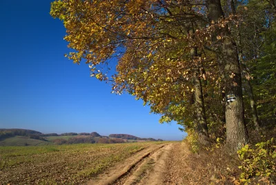 Autumnal Dirt Path Winding Through Rural Landscape with Colorful Oak Trees Under Blue Sky image
