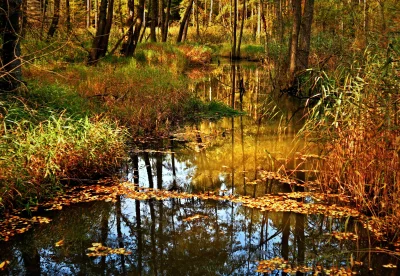 Tranquil Woodland Stream Reflecting Autumn Trees and Golden Foliage image