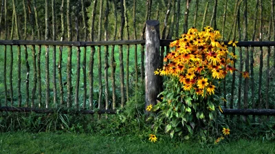 Vibrant Yellow Coneflowers Bloom by Rustic Wooden Fence in Lush Green Garden image