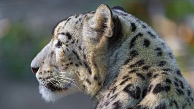 Majestic Snow Leopard Profile Close-up with Spotted Fur and Intense Gaze image