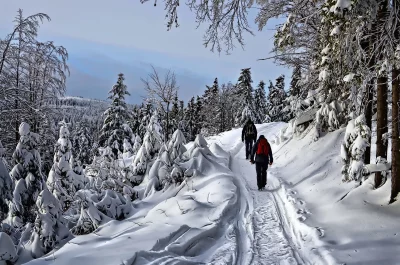Winter Hiking Adventure: Two People Trekking Through Snowy Forest Path image