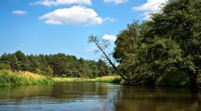 Calm River Winding Through Green Forest with Leaning Tree and Cloudy Sky image