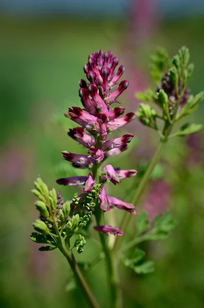 Spiky Pink-Purple Fumitory Wildflower Against a Green Blurred Background image