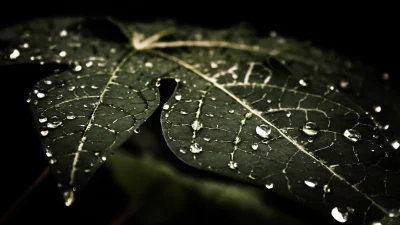 Textured green leaf adorned with sparkling raindrops in a dark macro shot image