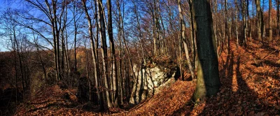 Sunlit Autumn Forest Landscape with Bare Trees and Golden Leaves image