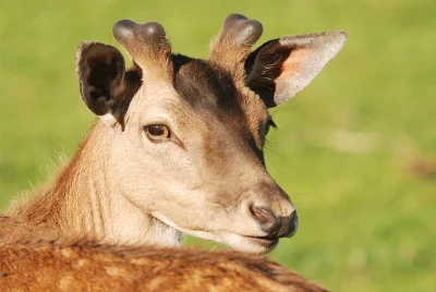 Close-up Portrait of a Young Deer with Velvety Antlers in a Vibrant Green Meadow image