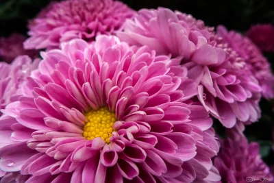 Vibrant Pink Chrysanthemum Bloom with Dew Drops, Nature Macro Photography image