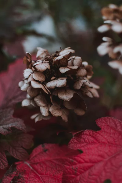 a close-up of blossom flower