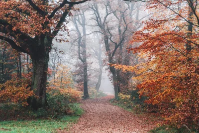 Misty Autumn Forest Path, Golden Foliage, Tranquil Woodland Scene image