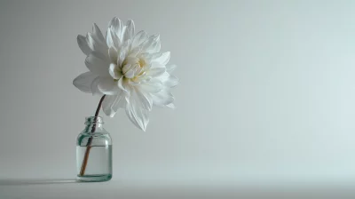 Elegant white dahlia flower in a glass vase with water