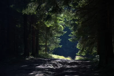 Sun-Dappled Forest Path Leading to a Bright Woodland Clearing image