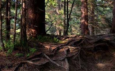 Gnarled Tree Roots on Sunlit Forest Floor Woodland Landscape image