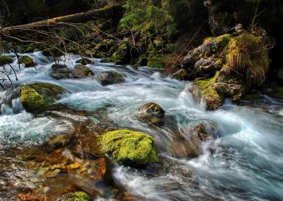 Silky Water Flowing Over Moss-Covered Rocks in a Lush Green Forest Stream image