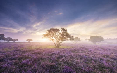Vast Purple Heather Field Bathed in Misty Sunrise Golden Light with Scattered Trees image