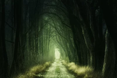 Forest Path Through an Eerie Woodland Tunnel of Bare Trees image