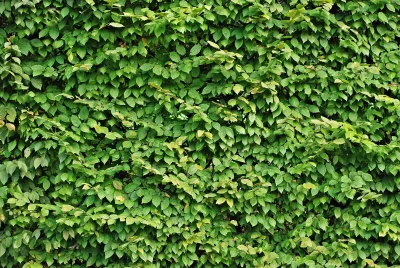 Lush Green Foliage Wall Creating a Vibrant Natural Background and Organic Texture image