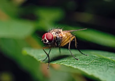 Macro Portrait of a Hairy Fly with Vivid Red Eyes on Green Leaf image
