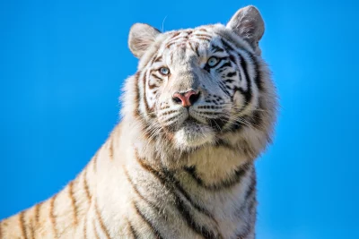 Majestic White Tiger Portrait with Hypnotic Blue Eyes Against Clear Blue Sky image
