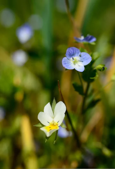 Macro of Wild Blue and White Spring Flowers with Greenery image