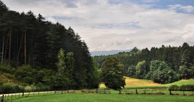 Lush Mountain Valley Landscape with Coniferous Forest, Green Fields, and Rural Road image