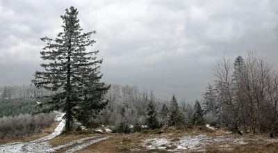 Solitary Pine Tree on Snowy Hillside under Overcast Winter Sky image