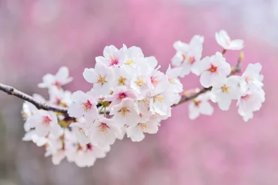 Elegant White Cherry Blossoms on Branch, Soft Pink Bokeh Backdrop image