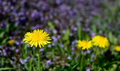 Vibrant Yellow Dandelion Bloom Against Soft Purple Meadow Background image