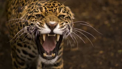 Intense Close-up of a Fierce Jaguar Roaring, Showcasing its Powerful Fangs and Spotted Coat image