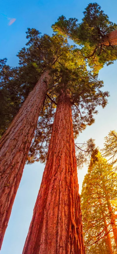 Towering Redwood Trees Reaching for the Golden Sky in a Majestic Forest image