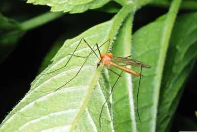 Macro Close-up of a Delicate Crane Fly Resting on a Vibrant Green Leaf in Nature image