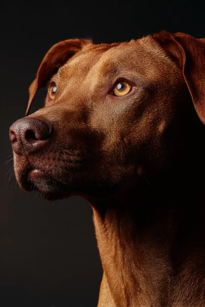 Close-up Profile Portrait of a Regal Reddish-Brown Dog with Expressive Amber Eyes